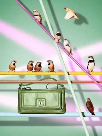 Armin Zogbaum birds