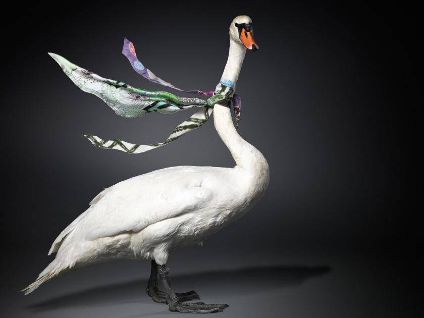 Armin Zogbaum Fashion Accessories Louis Vuitton Swan Scarf
