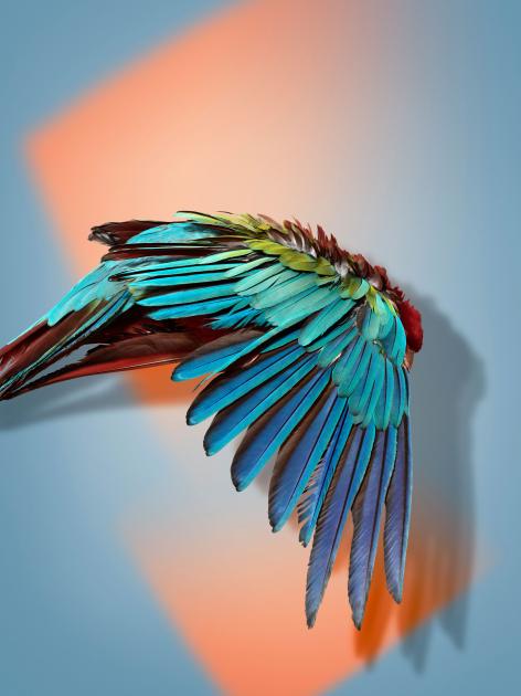 Armin Zogbaum Fashion Accessories Parrot Bag