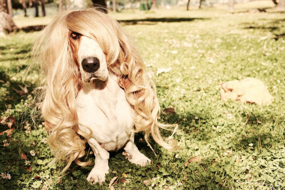 Sven Jacobsen Lifestyle Photographer Dog Wig I Am A Beauty Queen