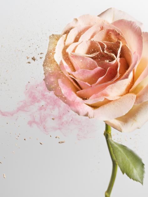 Armin Zogbaum Cosmetic Rose