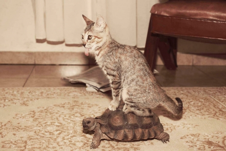 Sven Jacobsen Lifestyle Photographer Cat Turtle