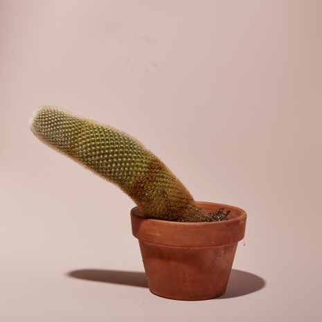 Still Life Photographer Henry Hargreaves New York Hims Big Cactus 