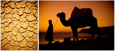 Travel Photographer Nina Choi Travel Camel Morocco