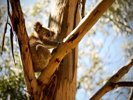 Travel Photographer Nina Choi Travel Tree Koala