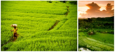 Travel Photographer Nina Choi Travel Rice Fields